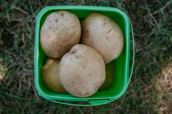 Récolte Pommes Terre Dans Chaudron — Photo