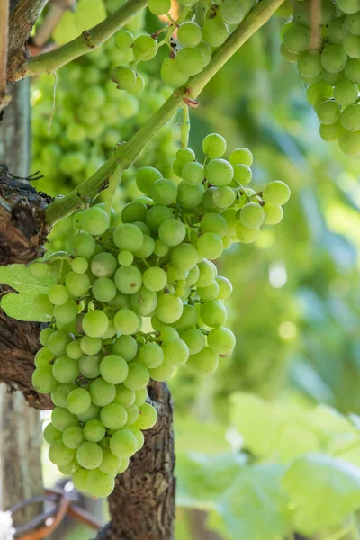 Clusters Green Grapes Vineyard — Stock Photo, Image
