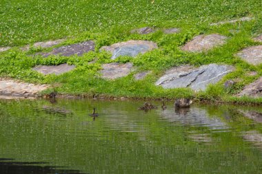 Suda ve çimlerde ördekler olan gölet