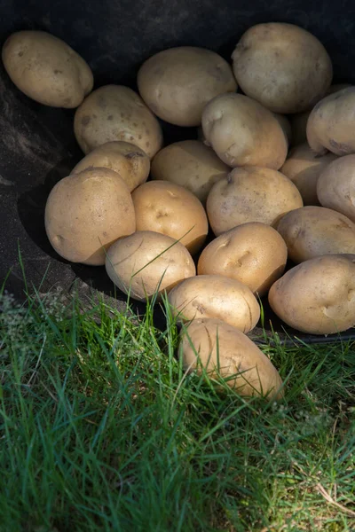 Batatas Caldeirão Colheita Agricultura — Fotografia de Stock