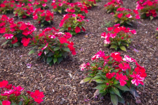 Ornamental Flower Planting Garden — ストック写真