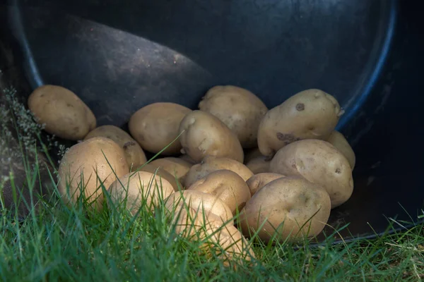 Batatas Caldeirão Colheita Agricultura — Fotografia de Stock