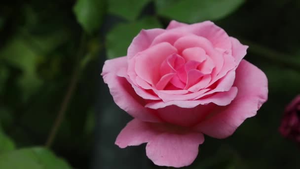 Natuurlijke Roos Open Buiten Tuin — Stockvideo