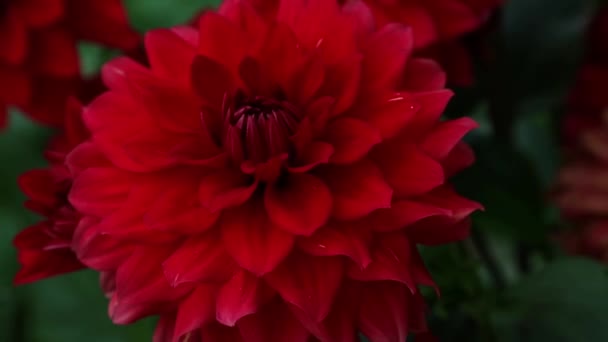 Crisantemi Fiore Primo Piano All Aperto Giardinaggio — Video Stock