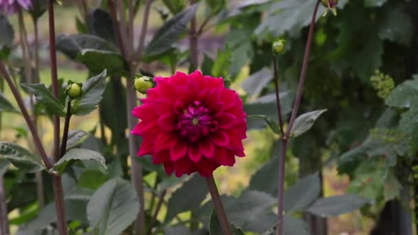 屋外で菊を開花させ庭を作る — ストック動画