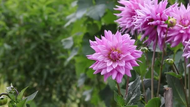 Квітучі Хризантеми Крупним Планом Відкритому Повітрі Садівництво — стокове відео