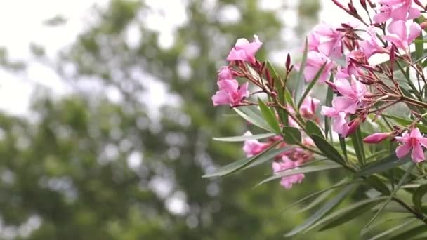 屋外の茂みの上の花の花束 — ストック動画