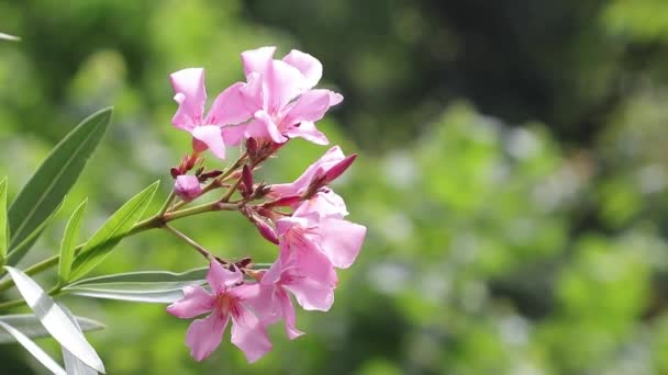 Çalının Üzerinde Bir Buket Çiçek Açık Havada Yakın Plan — Stok video