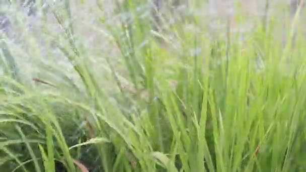 Riego Por Lluvia Por Aspersión Plantas Primer Plano — Vídeo de stock