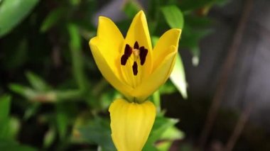 Açın sarı zambak çiçeğini