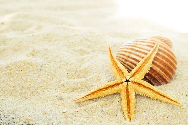 Strand Sand Med Snäckskal Sommar Och Strand — Stockfoto