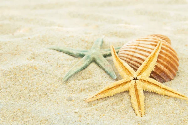 有贝壳的海滩沙子 夏天和海滩 — 图库照片