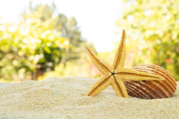 Пляжний Пісок Черепашками Літо Пляж — стокове фото