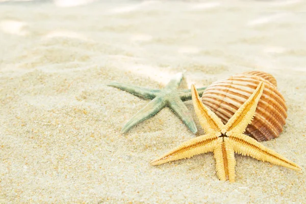 Strand Zand Met Schelpen Zomer Strand — Stockfoto