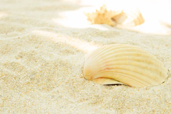 Spiaggia Sabbia Con Conchiglie Estate Spiaggia — Foto Stock