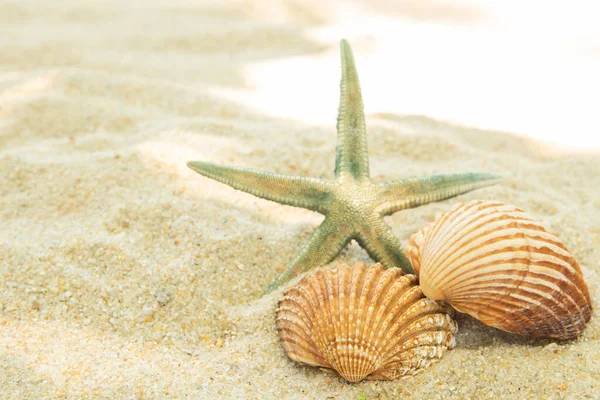 Mais Conchas Areia Praia Paisagem — Fotografia de Stock