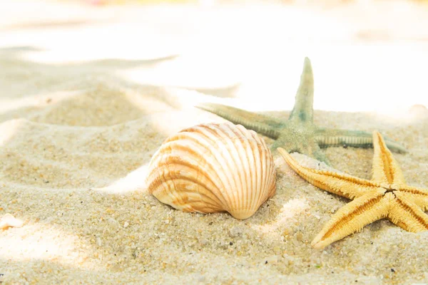 Più Conchiglie Nella Sabbia Sulla Spiaggia Paesaggio — Foto Stock