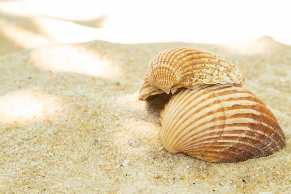 Περισσότερα Κοχύλια Στην Άμμο Στην Παραλία Τοπίο — Φωτογραφία Αρχείου