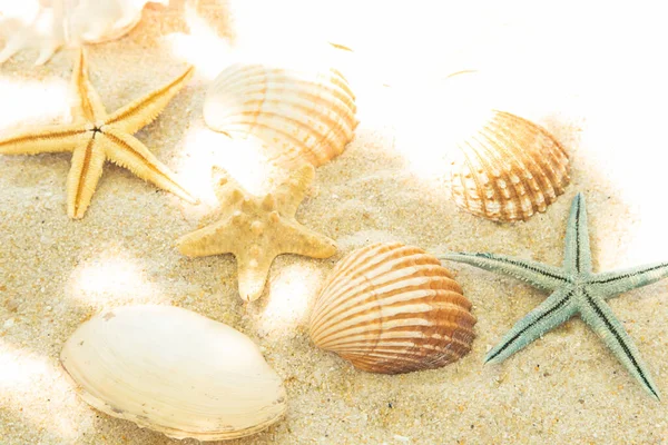 Più Conchiglie Nella Sabbia Sulla Spiaggia Paesaggio — Foto Stock