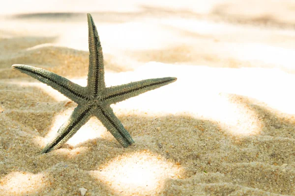 Больше Снарядов Песке Пляже Пейзаж — стоковое фото
