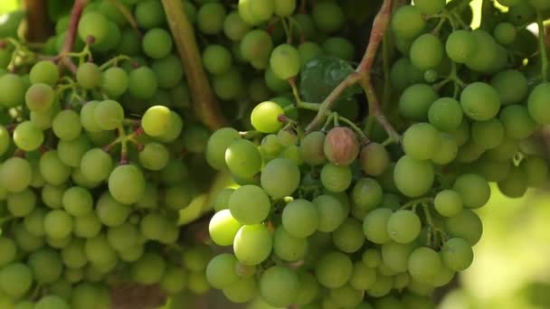 Raisins Naturels Dans Vignoble Mûrissant — Video
