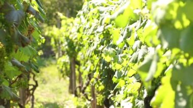 Yeşil şarap olgunlaşan üzüm bağı manzarası