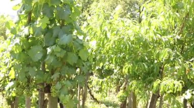 Yeşil şarap olgunlaşan üzüm bağı manzarası