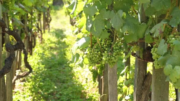 緑のワインが成熟するブドウ畑の風景 — ストック動画