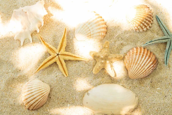 Coquilles Dans Sable Sur Plage Paysage — Photo