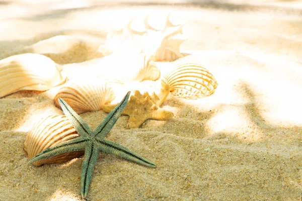 砂浜の貝殻やヒトデは — ストック写真