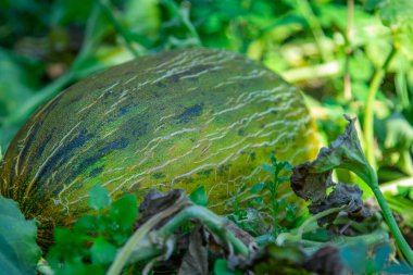 Tarlada doğal kavun