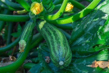 Bitkinin üzerine doğal kabak.