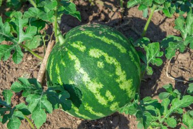 Tarlada doğal karpuz hasadı