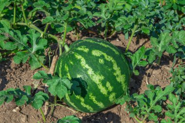 Tarlada doğal karpuz hasadı