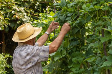 Çiftçi hasat ediyor ya da bahçede toplanıyor.
