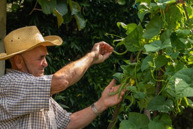 Çiftçi hasat ediyor ya da bahçede toplanıyor.