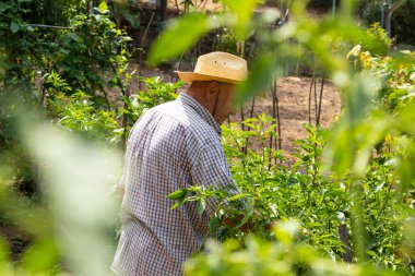 Çiftçi hasat ediyor ya da bahçede toplanıyor.