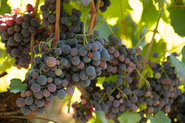 bunch of red grapes in the vineyard clipart