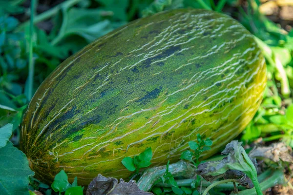 Melon Naturel Dans Champ — Photo