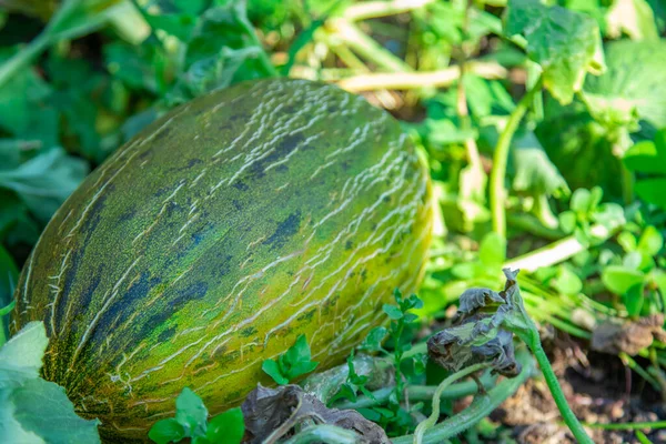 Natural Melon Field — Stock Photo, Image