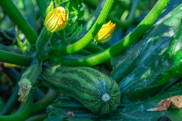 Bitkinin üzerine doğal kabak.