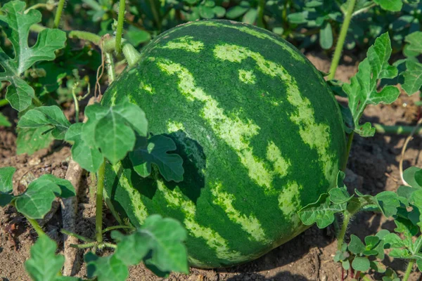 Naturalne Zbiory Arbuzów Polu — Zdjęcie stockowe