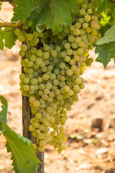 Bunches Grapes Vineyard — Stock Photo, Image