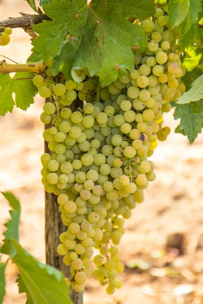 Bunches Grapes Vineyard — Stock Photo, Image