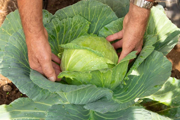 Großaufnahme Der Hände Der Bauern Bei Der Kohlernte — Stockfoto