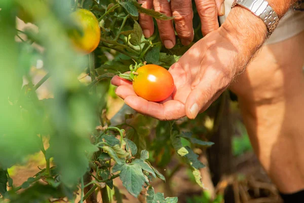 Closeup Farmer Hand Harvesting Tomatoes — Stock Photo, Image