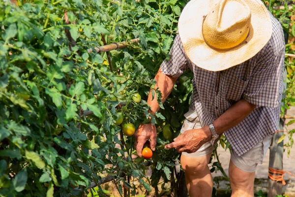 Cosecha Recolección Agricultores Jardín — Foto de Stock