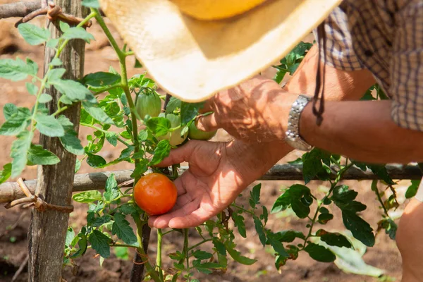 Fecho Dos Tomates Colhidos Mão Pelo Agricultor — Fotografia de Stock