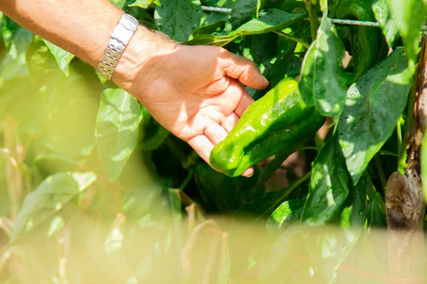 Agricultor Cuidando Las Plantas Pimienta Huerto — Foto de Stock