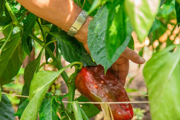 Farmer Hand Vegetable Garden Red Pepper Plant — Stock Photo, Image